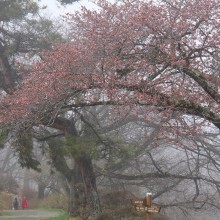 美の山公園桜