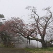 美の山公園桜