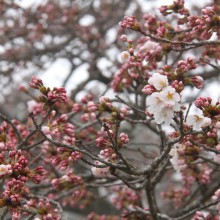 美の山公園桜