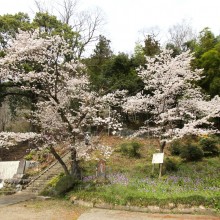 瑞岩寺・桜