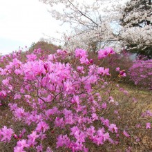 瑞岩寺・岩ツツジ