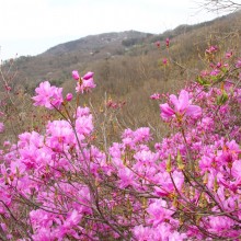 瑞岩寺・岩ツツジ