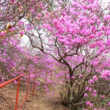 瑞岩寺・岩ツツジ