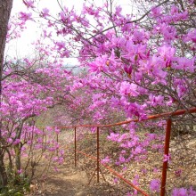 瑞岩寺・岩ツツジ