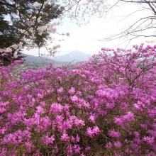 瑞岩寺・岩ツツジ