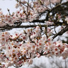 羊山公園見晴しの丘