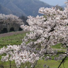 野土山