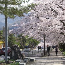 宝登山参道