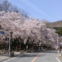 宝登山参道