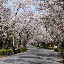 北桜通り