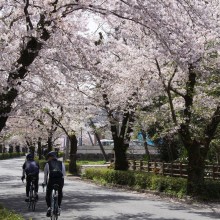 北桜通り