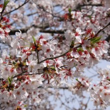 北桜通り