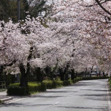 北桜通り