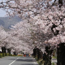 北桜通り