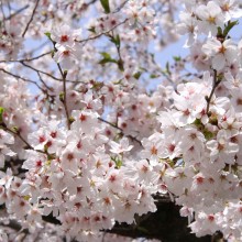 北桜通り