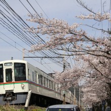 南桜通り