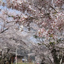 南桜通り