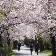 南桜通り