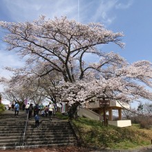 美の山桜