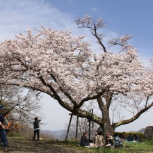 美の山桜