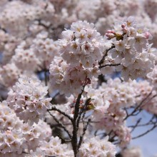 美の山桜