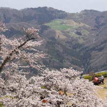 美の山桜