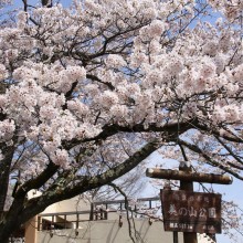 美の山桜