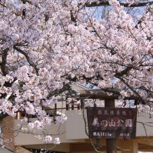 美の山桜