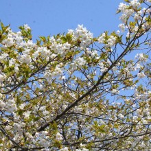 美の山桜