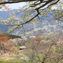 美の山桜