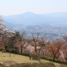 美の山桜