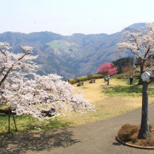 美の山桜