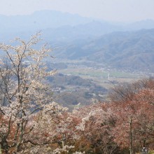 美の山桜