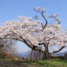 美の山桜