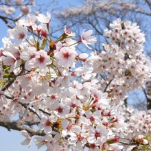 美の山桜