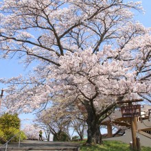 美の山桜