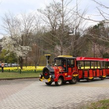 秩父ミューズパーク_スイセン