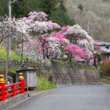 岩殿沢のハナモモ