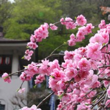 岩殿沢のハナモモ