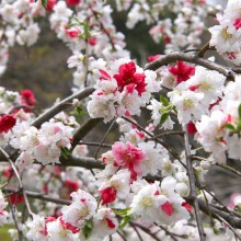 岩殿沢のハナモモ