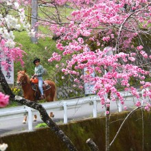 岩殿沢のハナモモ