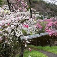 岩殿沢のハナモモ