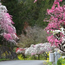 岩殿沢のハナモモ