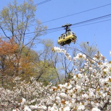 通り抜けの桜