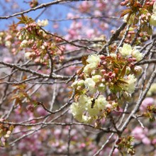 通り抜けの桜