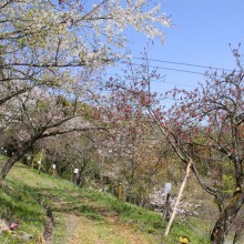 通り抜けの桜