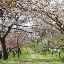 通り抜けの桜