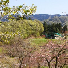 通り抜けの桜