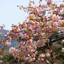 通り抜けの桜