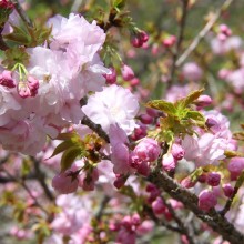 通り抜けの桜